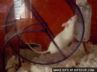 RAT Running In Cage